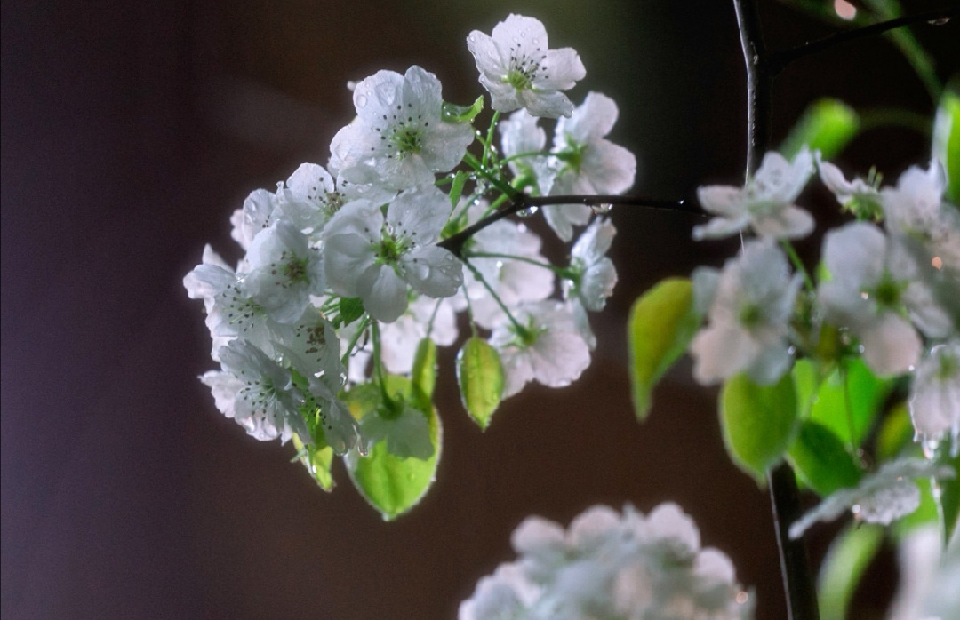 玉容寂寞泪阑干,梨花一枝春带雨。|一枝春|阑干|梨花_新浪新闻