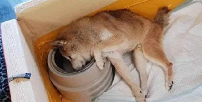 17岁柴犬患上痴呆,睡醒见不到主人,狗狗直接伤心到哽咽流泪