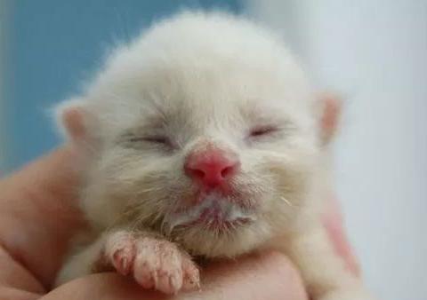 知道为什么都喜欢把小猫称作小奶猫吗看完这些我好像懂了|小奶猫|小猫咪|猫咪_新浪新闻