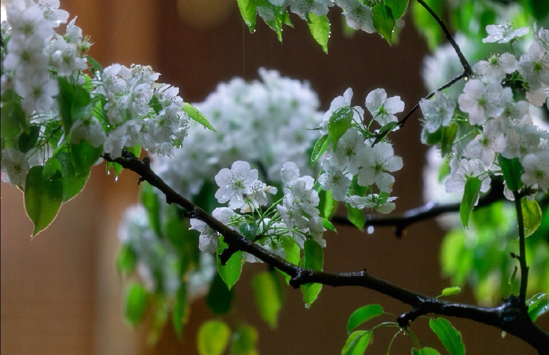 玉容寂寞泪阑干,梨花一枝春带雨。|一枝春|阑干|梨花_新浪新闻
