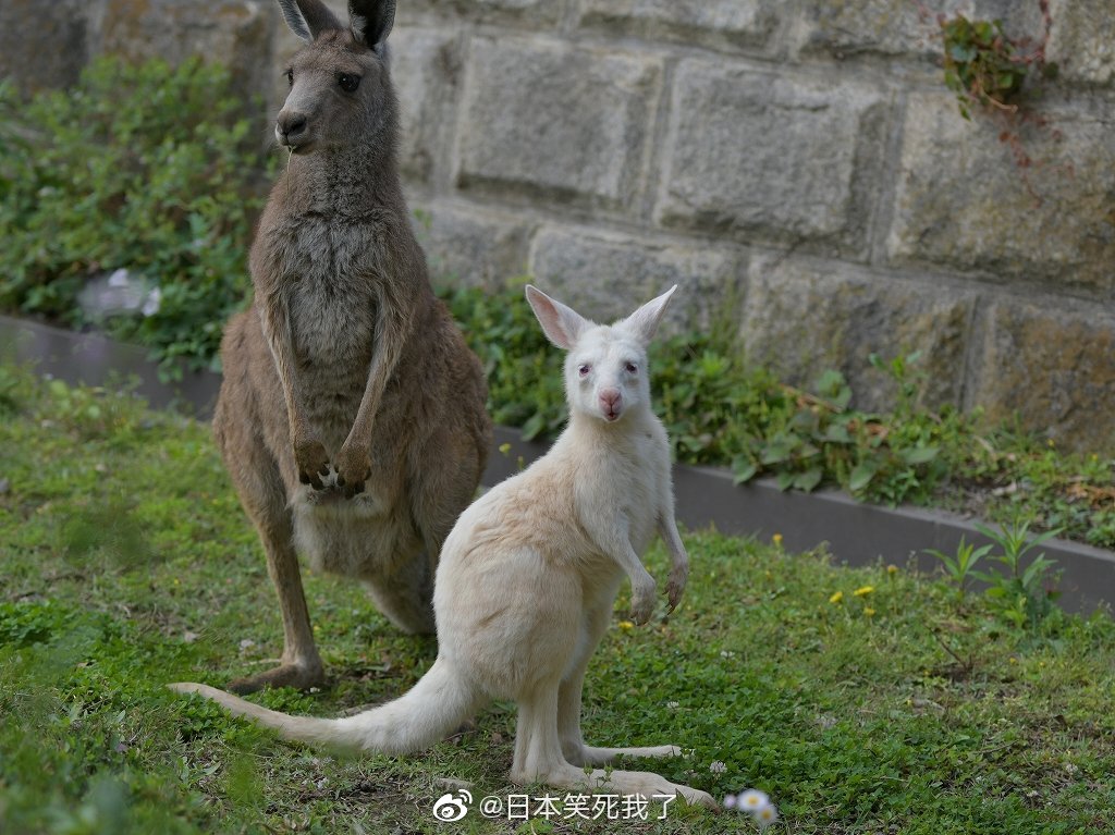 金泽动物园里的刚出生不久的小袋鼠ルー
