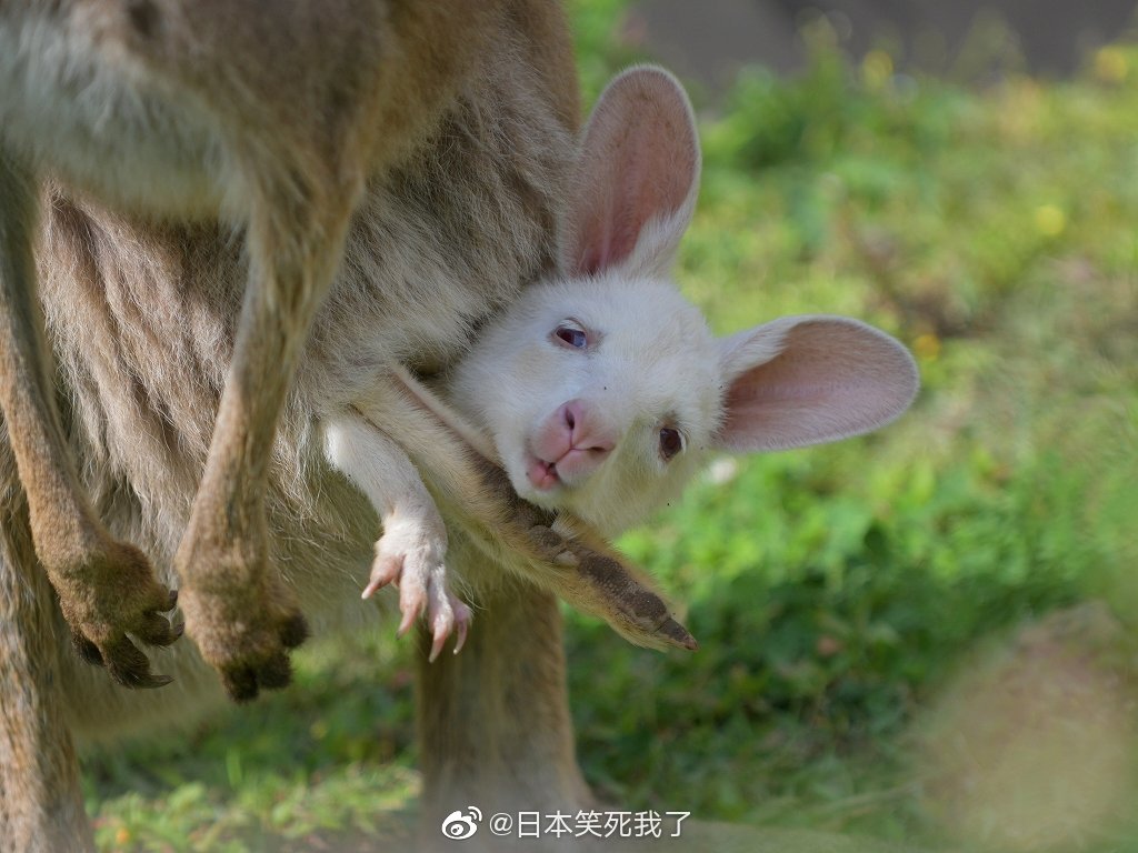 袋鼠小时候图片图片