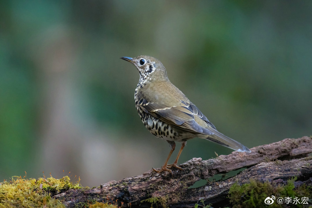 云南百花岭拍鸟之七十五:长尾地鸫