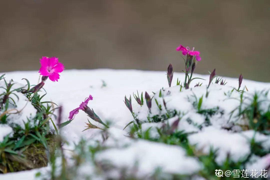 暖冬遇上倒春寒花被大雪覆蓋小心一夜回到解放前