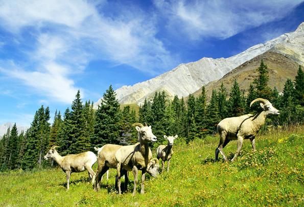 北美旅游：去风景如世界名画般的加拿大旅行，感受诗意的生活！