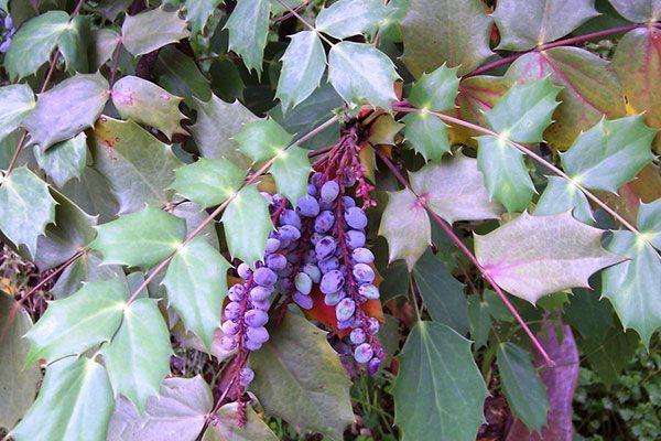 农村一种带"刺"的树,鸟都不敢停,曾是皇家贡品,如今价值极高