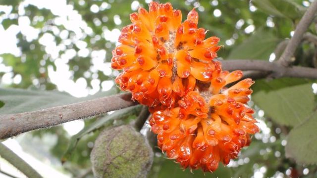 此果实,价值的确极高,家乡偶遇,请重视它