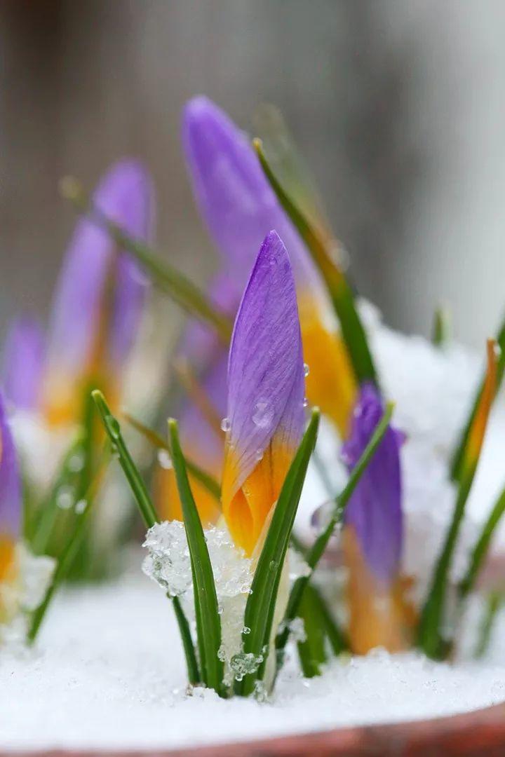下了一场雪,盆里的番红花破雪而出,在白茫茫的雪地中探出了脑袋.