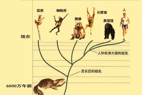 老鼠和人类的基因相似度高达90为何两者形态上相差那么大