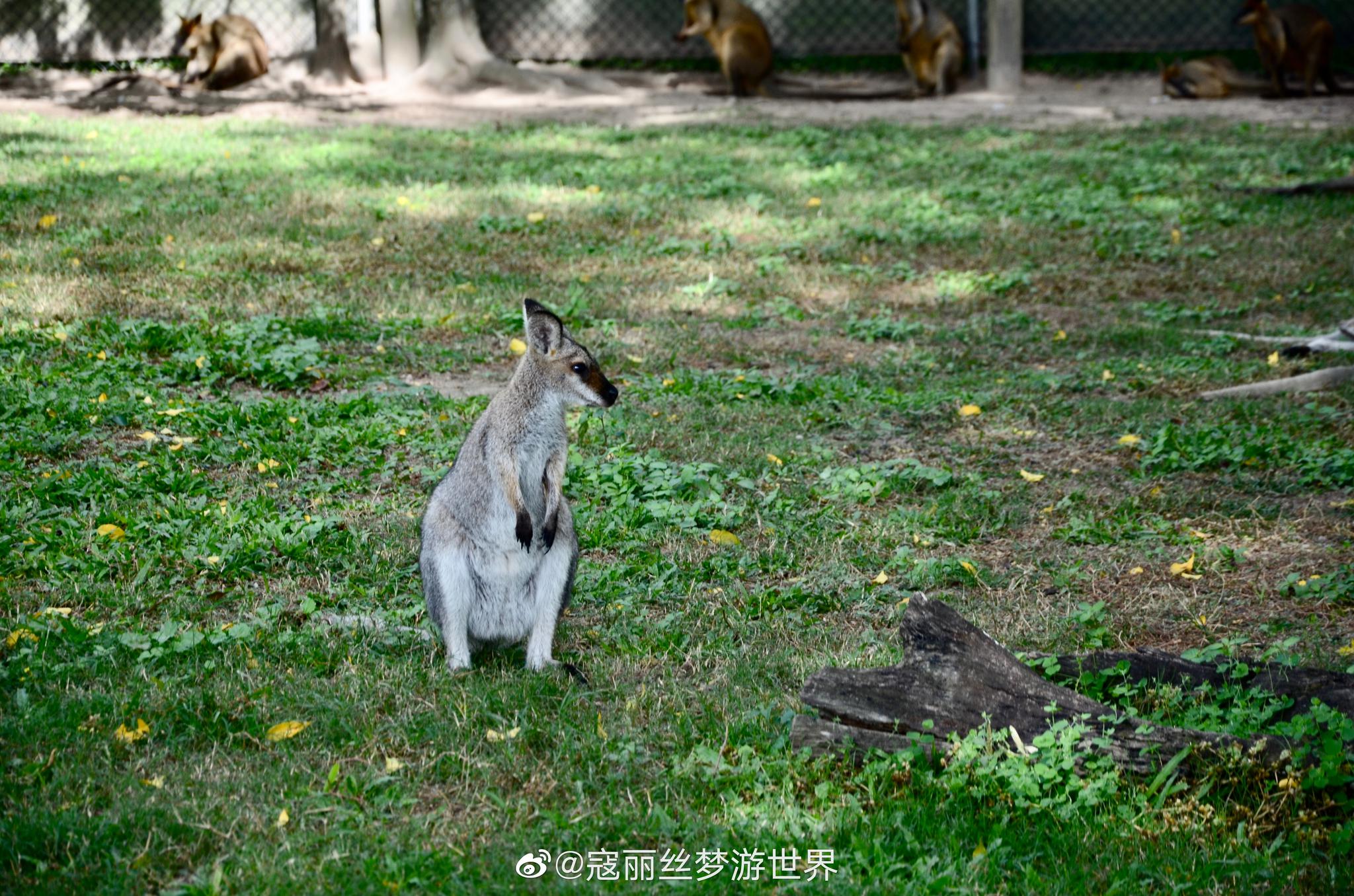打卡热门景点龙柏拉考拉动物园,抱考拉94喂袋鼠06