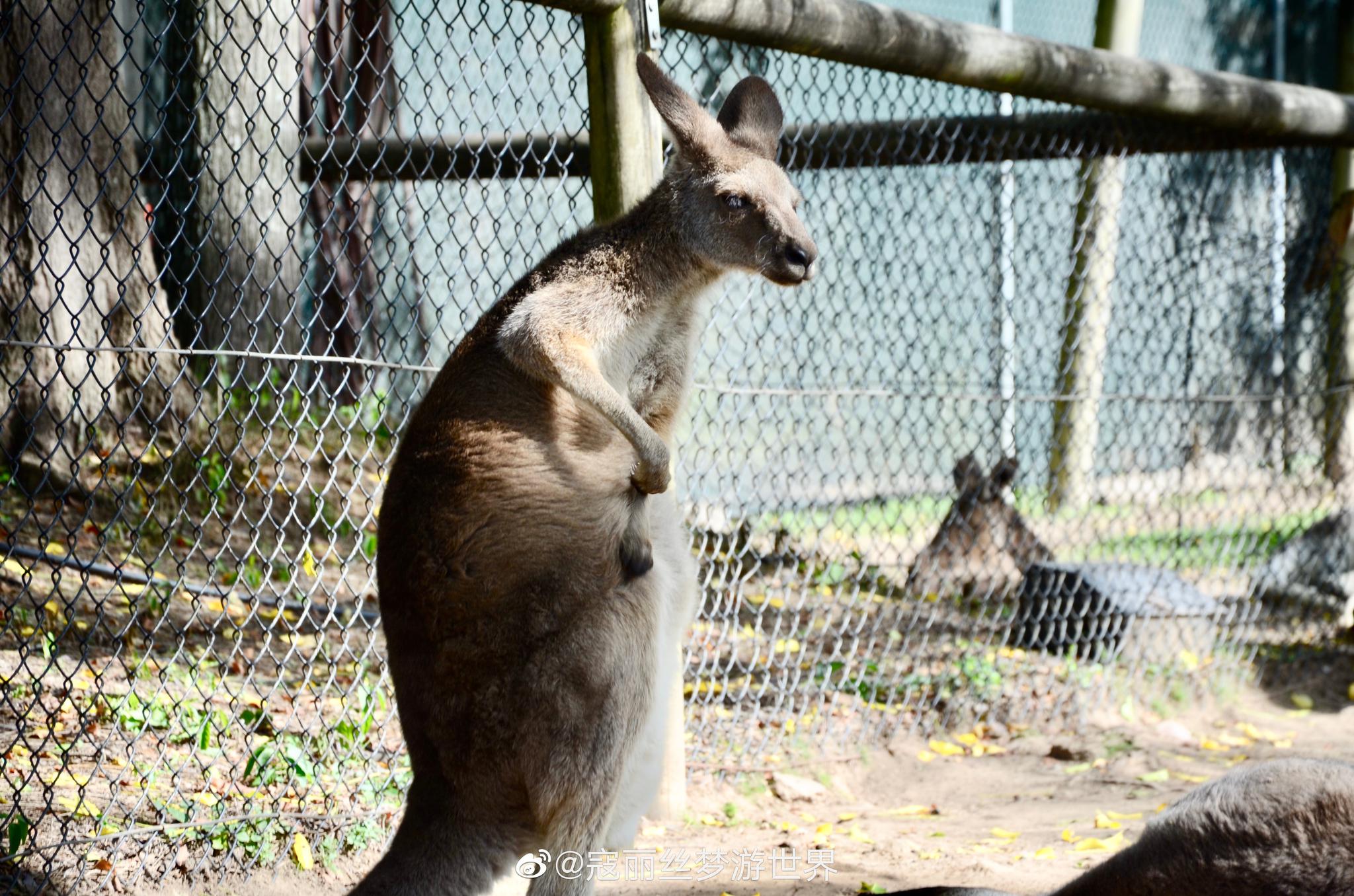 打卡熱門景點龍柏拉考拉動物園,抱考拉喂袋鼠