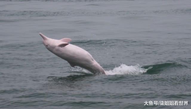 世界上最牛的海豚曾救过15000人死后举行国葬全国哀悼