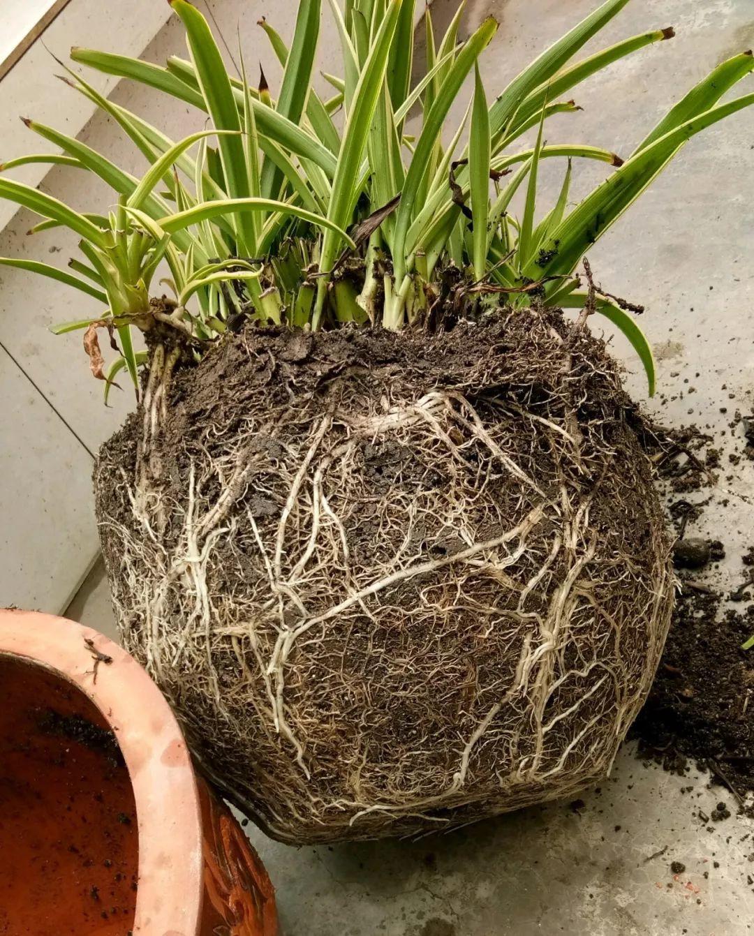 这3种粗根花,根壮得像萝卜,趁着春天赶紧换盆!|根系|吊兰|金钱树_新浪新闻