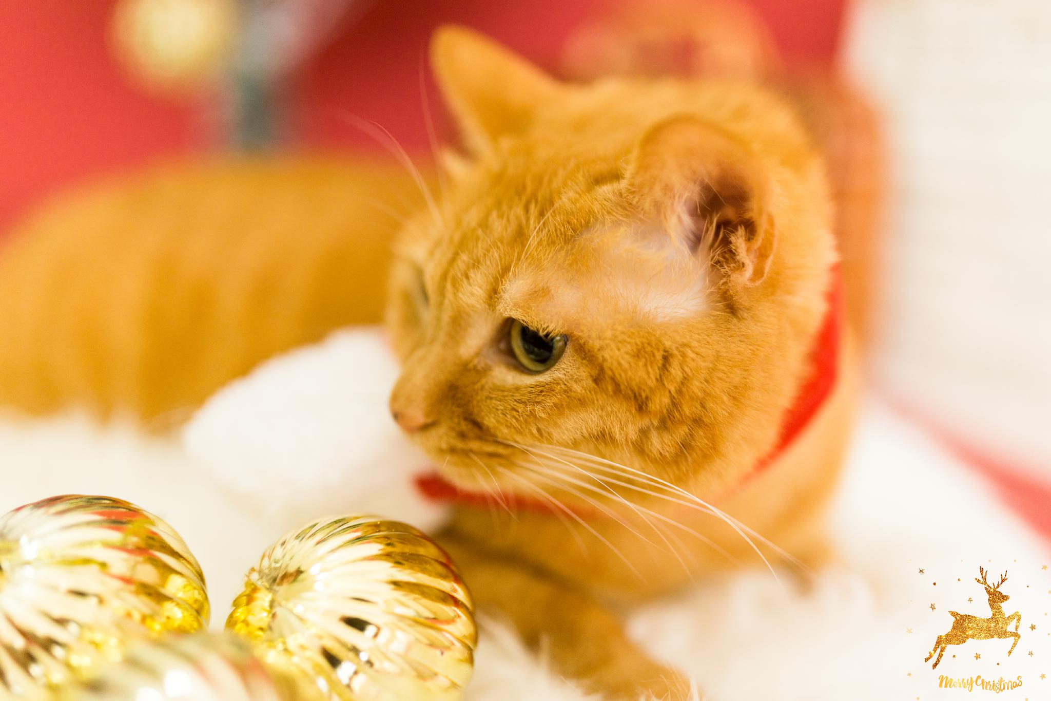 给咖喱拍了个圣诞写真,可爱死了!橘猫真的很圣诞风耶