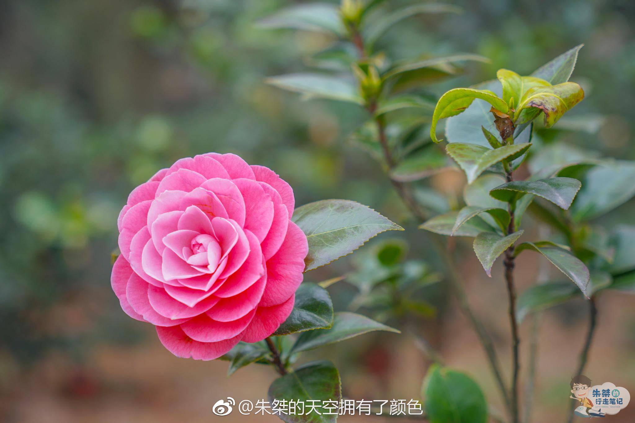 距离武汉市区仅仅只有20公里坐落于被誉为知音故里