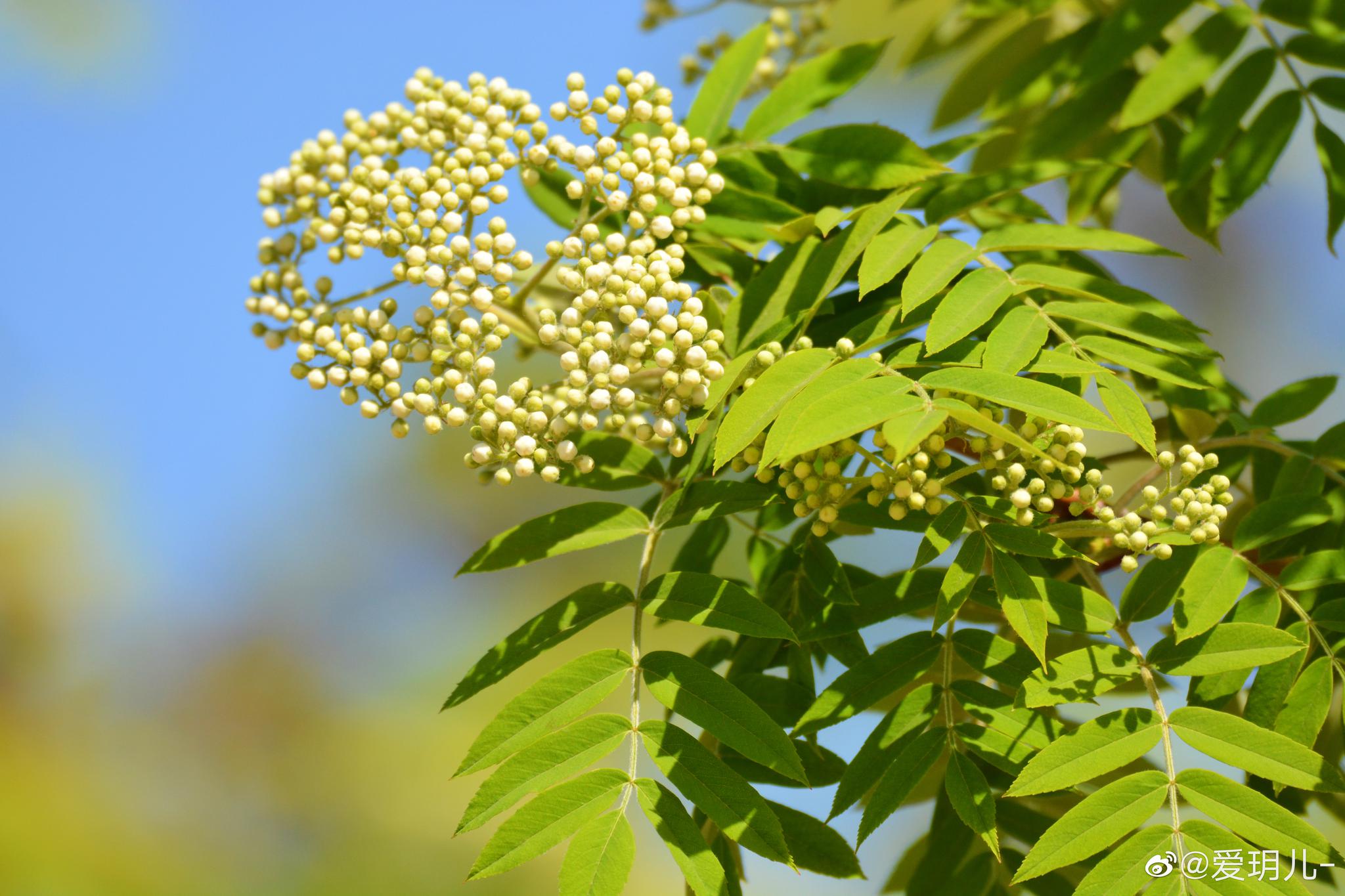 花楸树的白色花骨朵 原创摄影 中国图库冯飞燕 中国图库tukuchina