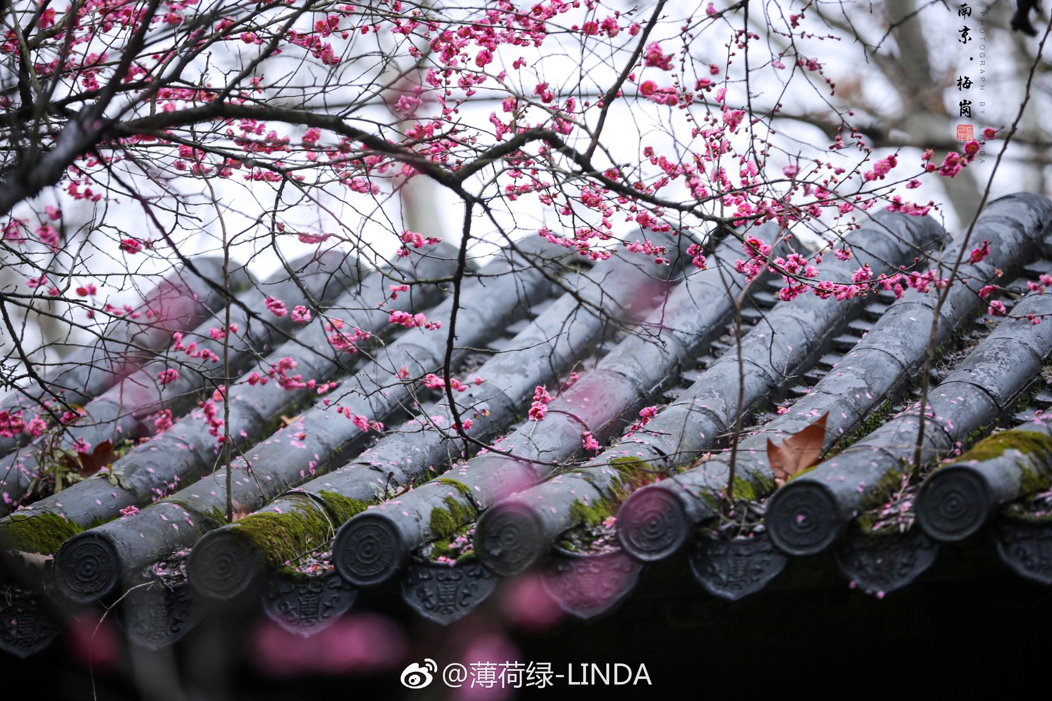白玉堂前一树梅,今朝忽见数花开