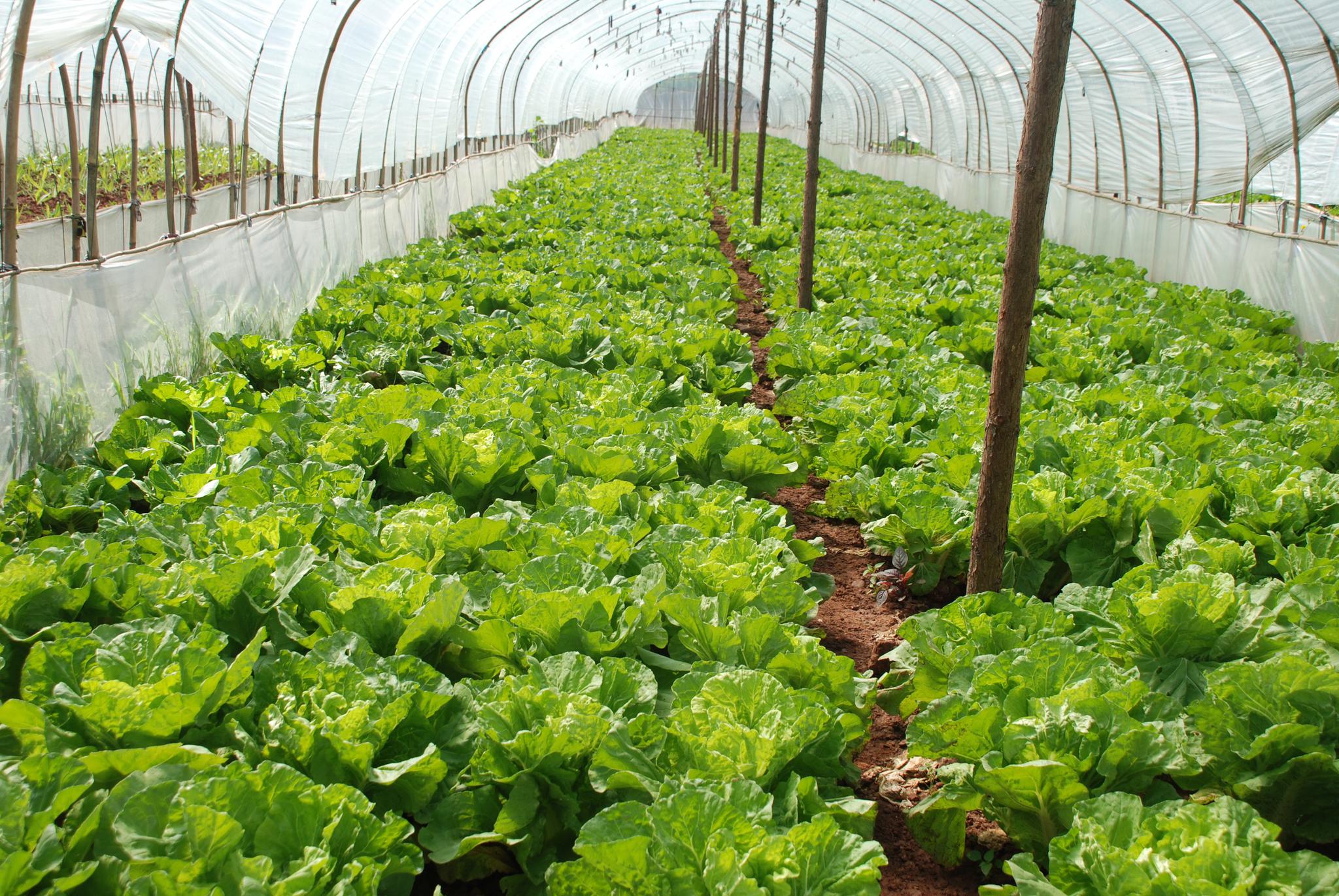 想要生菜大丰收这些种植技巧掌握到位收成包你满意