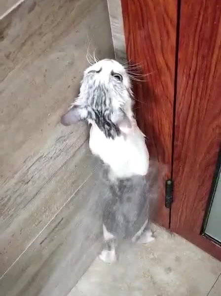 猫:我好想逃～却逃不掉