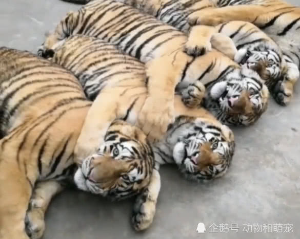 五只小老虎依次搂着排排睡 网友:这群小猫真可爱,好想摸一下!