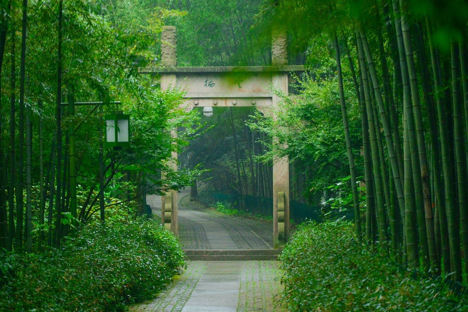 春生修竹雨,人醉绿云天|云天|修竹|春生_新浪新闻