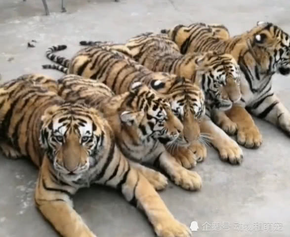 五只小老虎依次搂着排排睡 网友:这群小猫真可爱,好想摸一下!