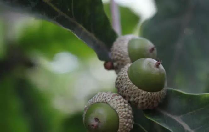这野果长的像板栗,小时候当成玩具,长大后才知道吃起来那么好吃