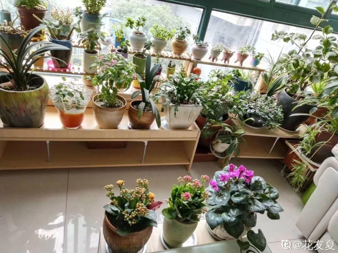 客厅养一堆便宜花,一年四季开不停,没钱也能变花园!