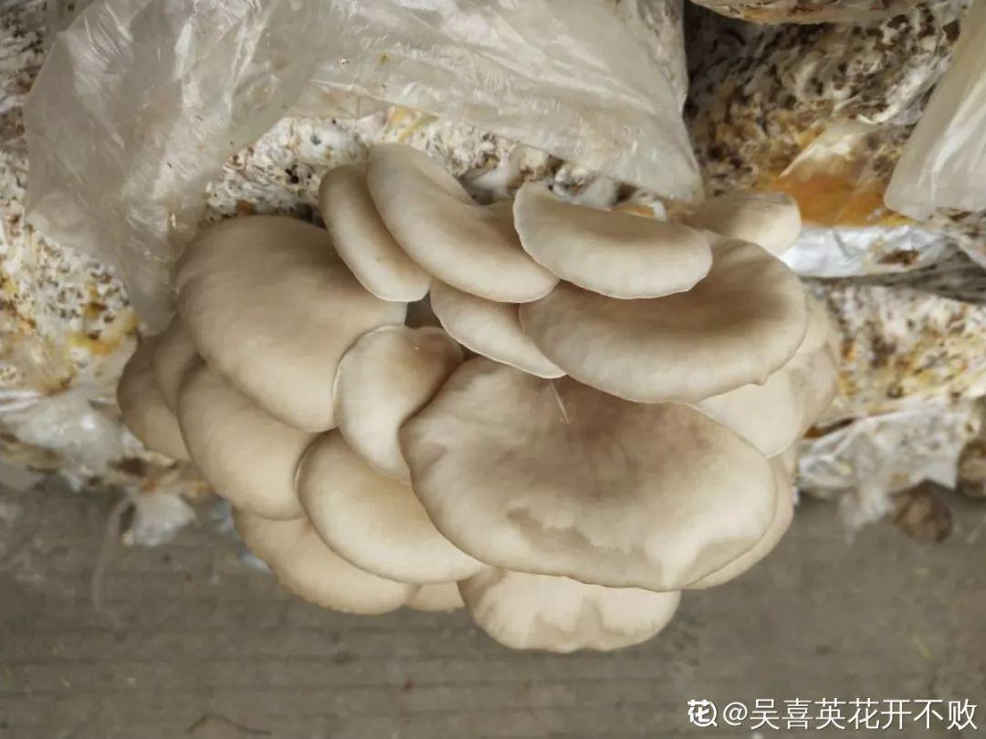 山药豆|水培|地瓜_新浪新闻