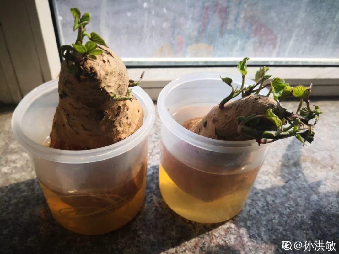 山药豆|水培|地瓜_新浪新闻