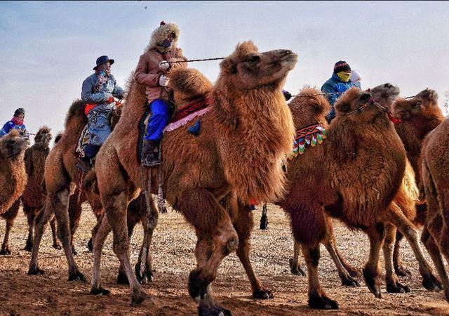 骆驼|阿拉善|内蒙古_新浪新闻