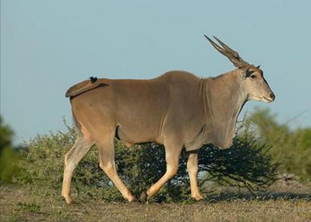 群居,数量一般在100只以上,虽然个头巨大,但是这种羊却天性胆小,通常
