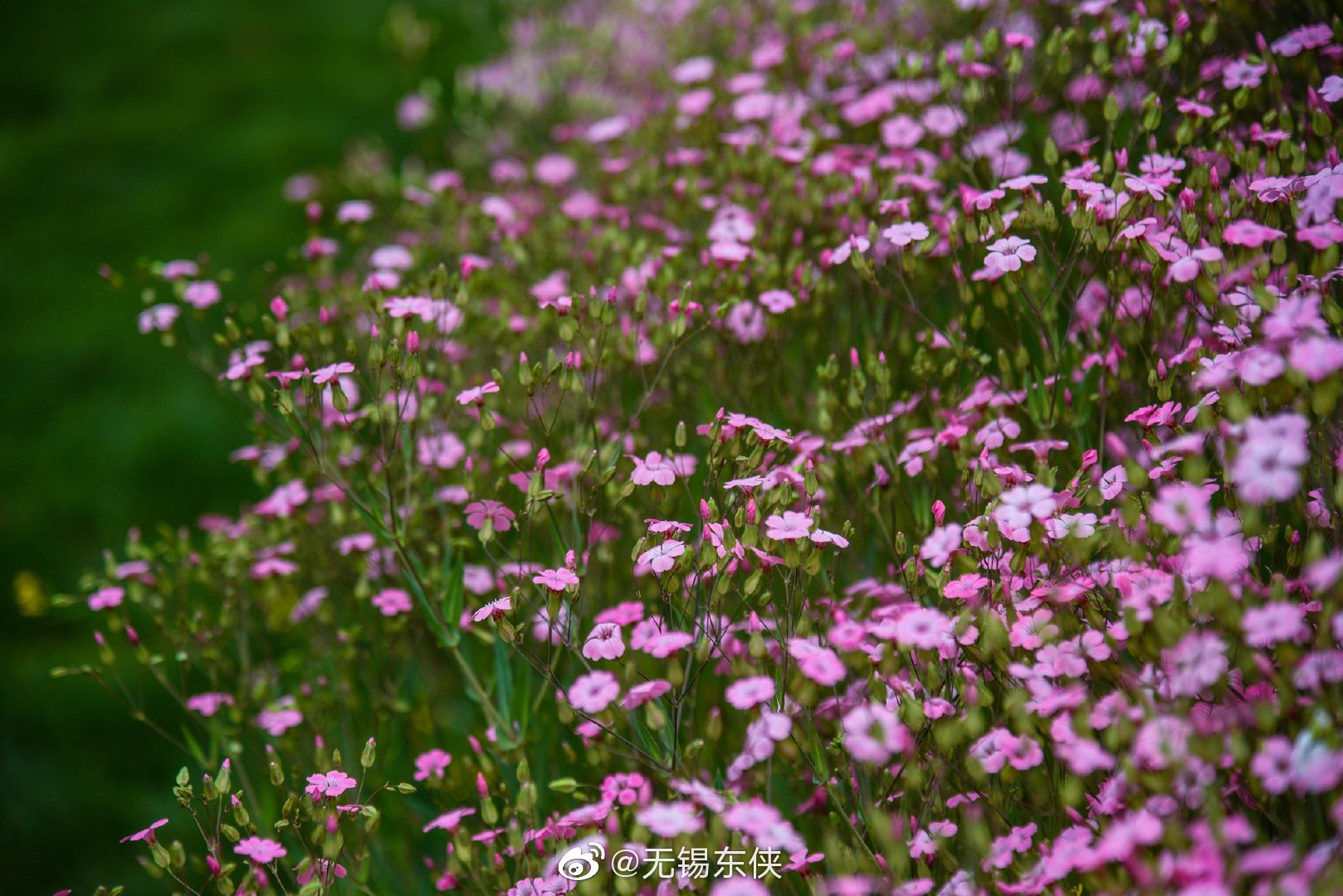 大花满天星又称麦蓝菜是一种植物