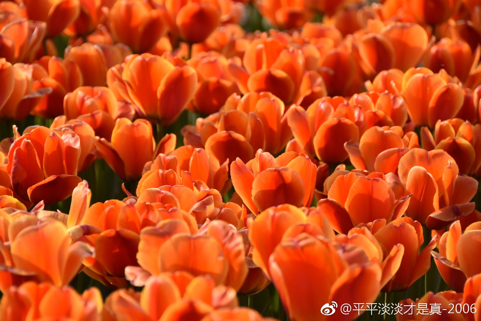 橘红色郁金花@中国图库tukuchina @中国图库tukuchina @微博摄影