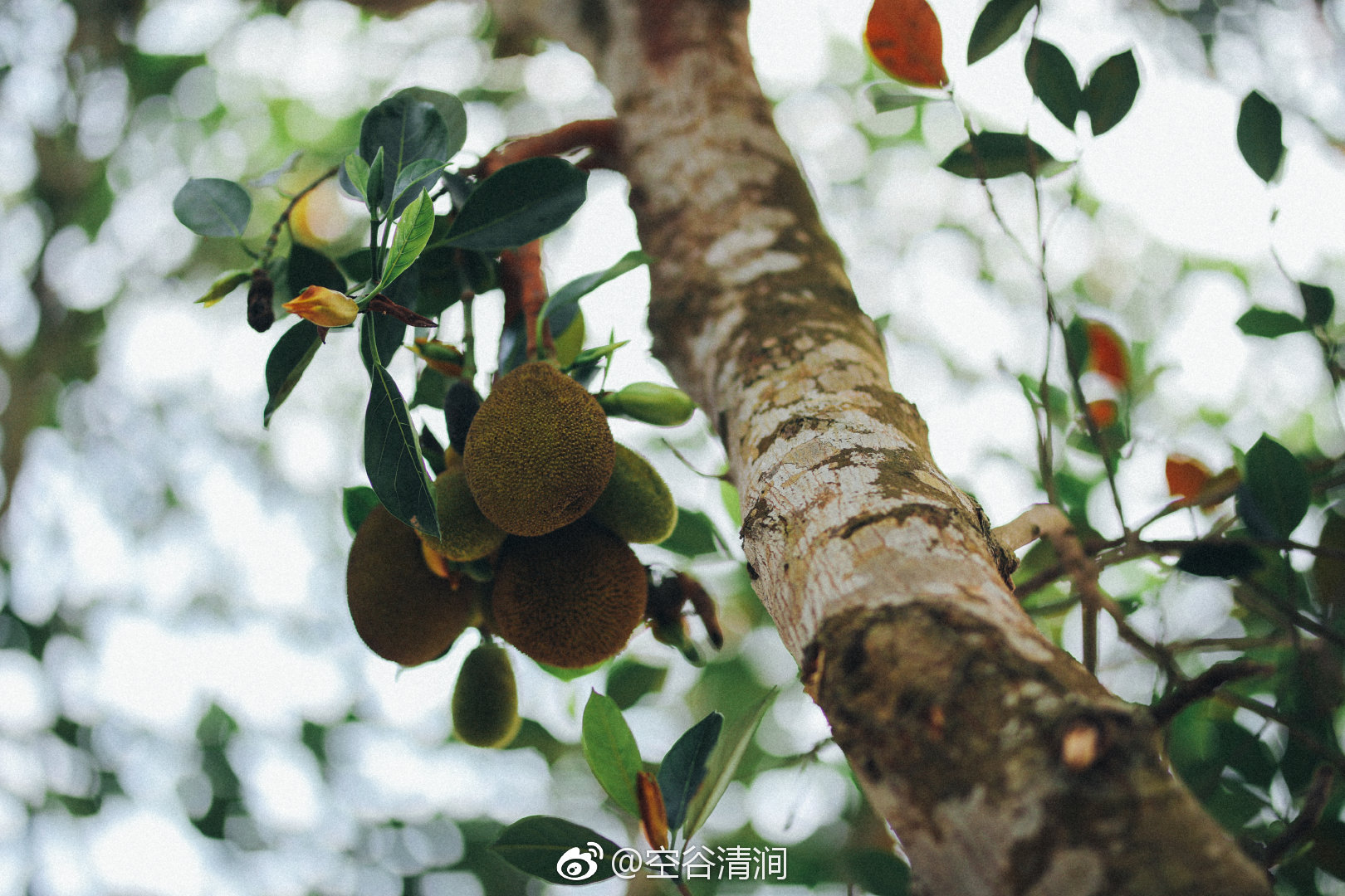 菠萝蜜树上高清摄影大图-千库网