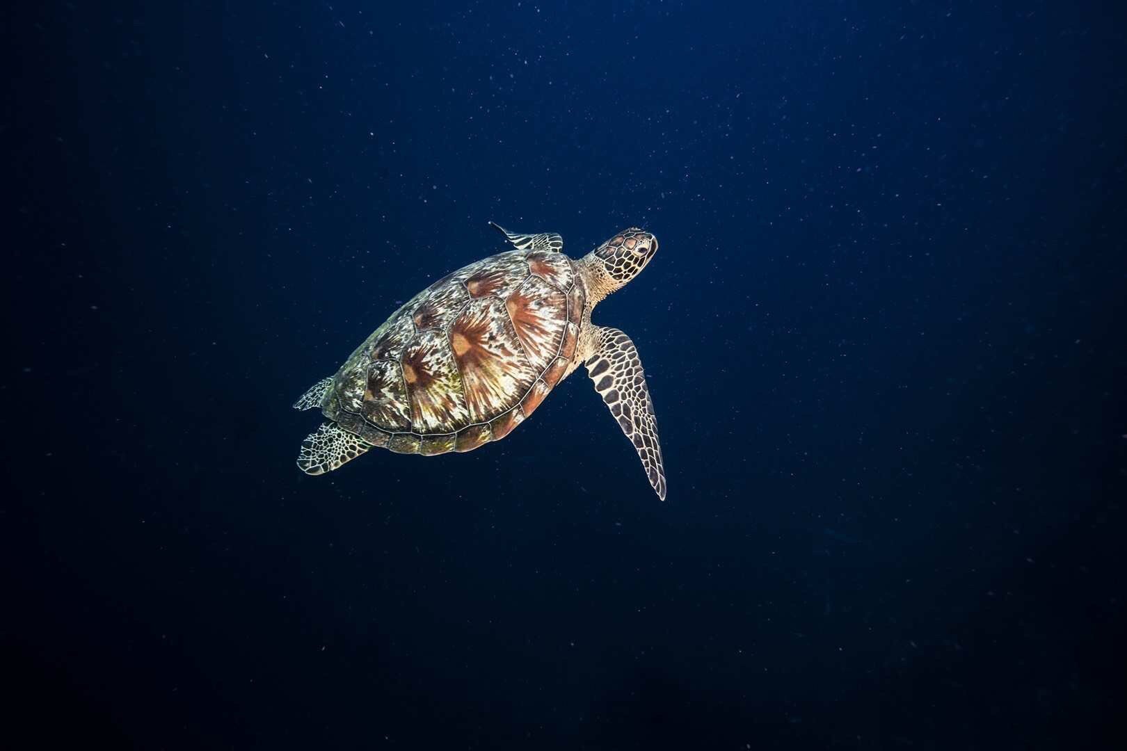 方式看嘴和龟壳边缘咯玳瑁的嘴是鹰嘴龟壳是边缘是锯齿状的图6绿海龟