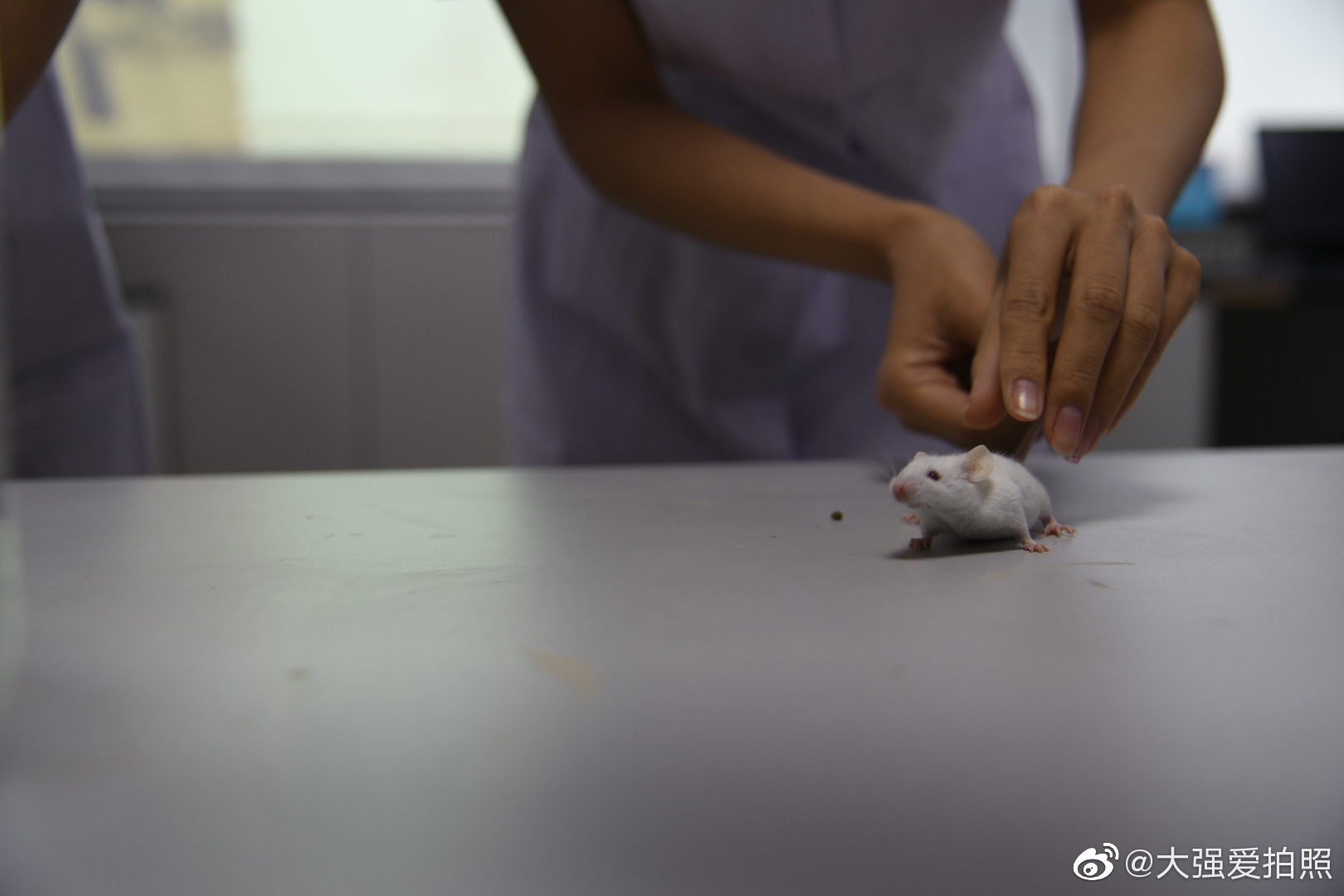 在的医学院里老师正在给大家演示小白鼠的实验