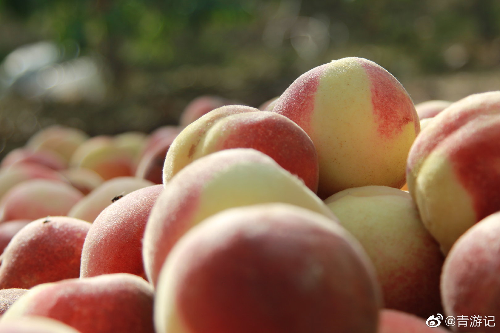 桃子丰收了,享受收获的喜悦～～ 秋桃真的好甜啊