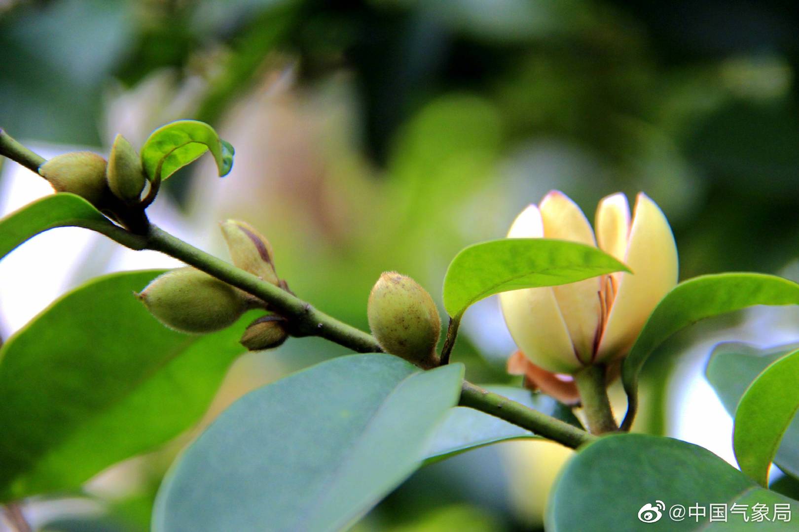 含笑花悄悄绽开了笑脸,乳黄色的花瓣如点点明珠藏于叶下,矜持含蓄
