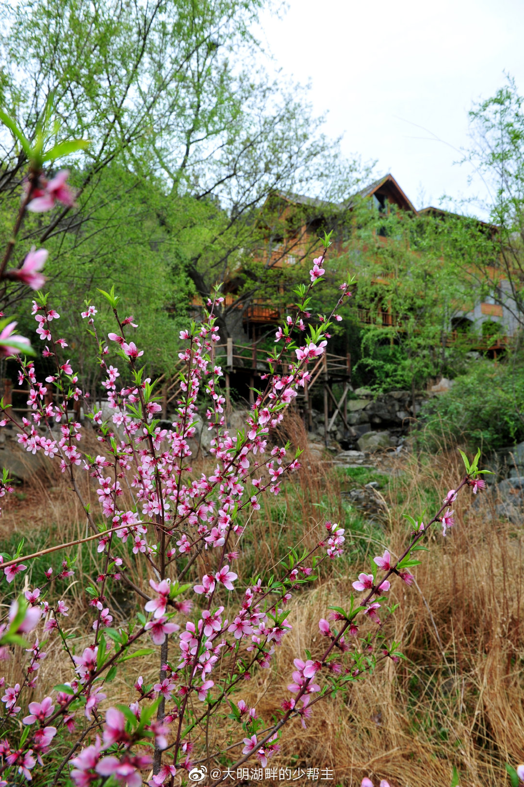 一城烟雨一楼台,一花只为一树开.在济南城中百花将尽的时候