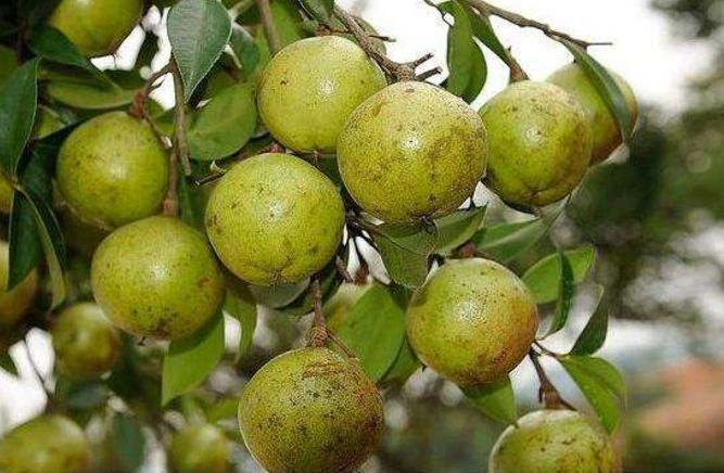 这果子被称为东方橄榄,榨的油有养生保健功效,如今稀罕80元一斤