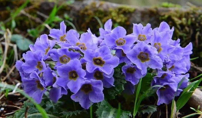 耐半阴的小草花,从冬一直开到春,便宜又好看!