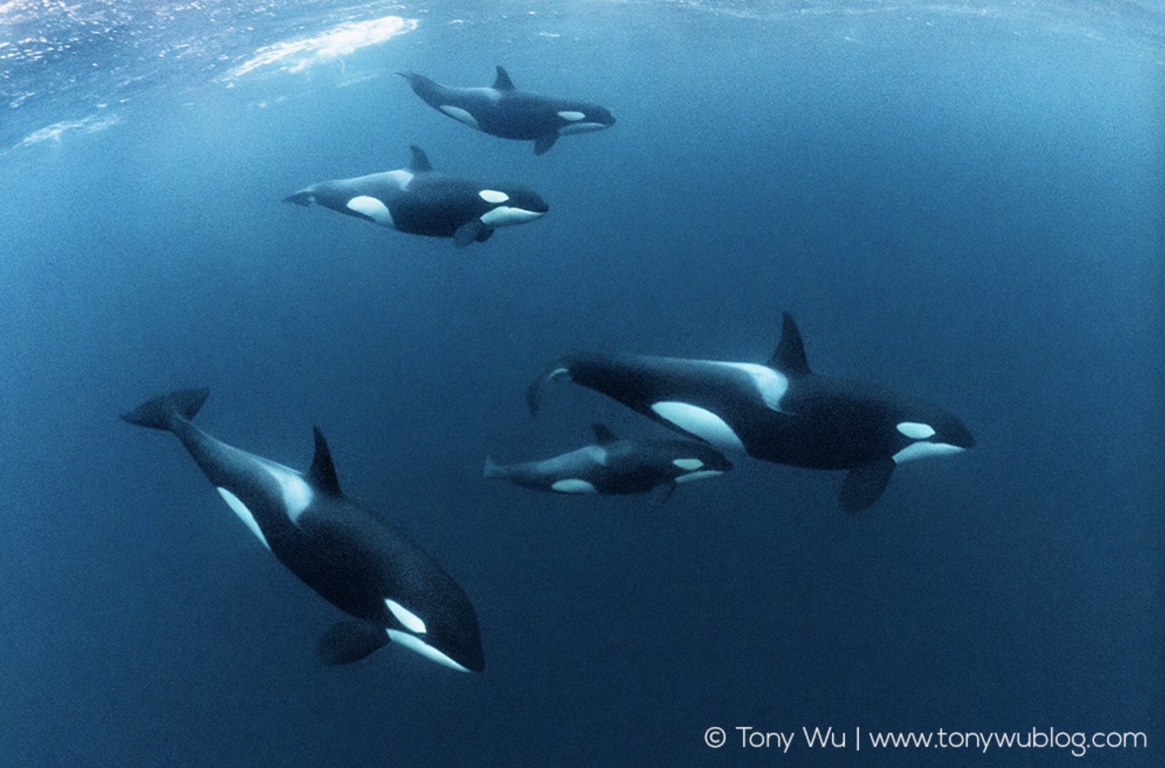 别人拍的鲸群vs我拍的鲸群嗯嗯嗯?有点不太对