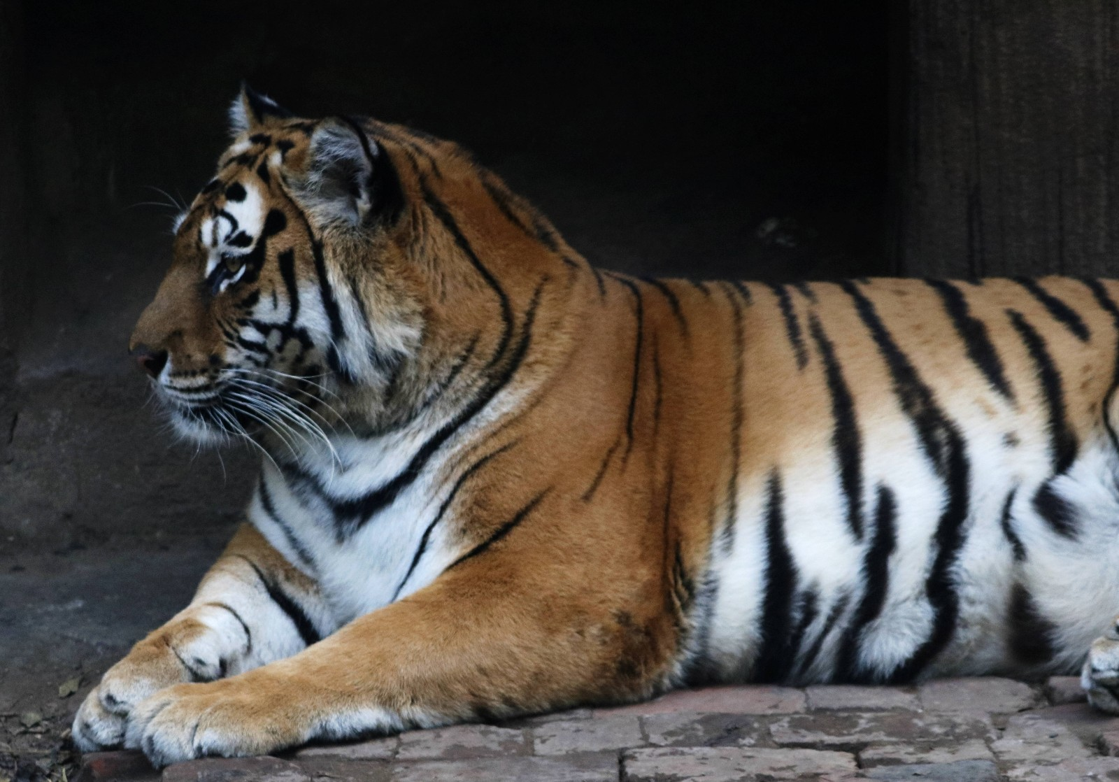 天冷了宜昌动物园里的动物朋友温暖过冬