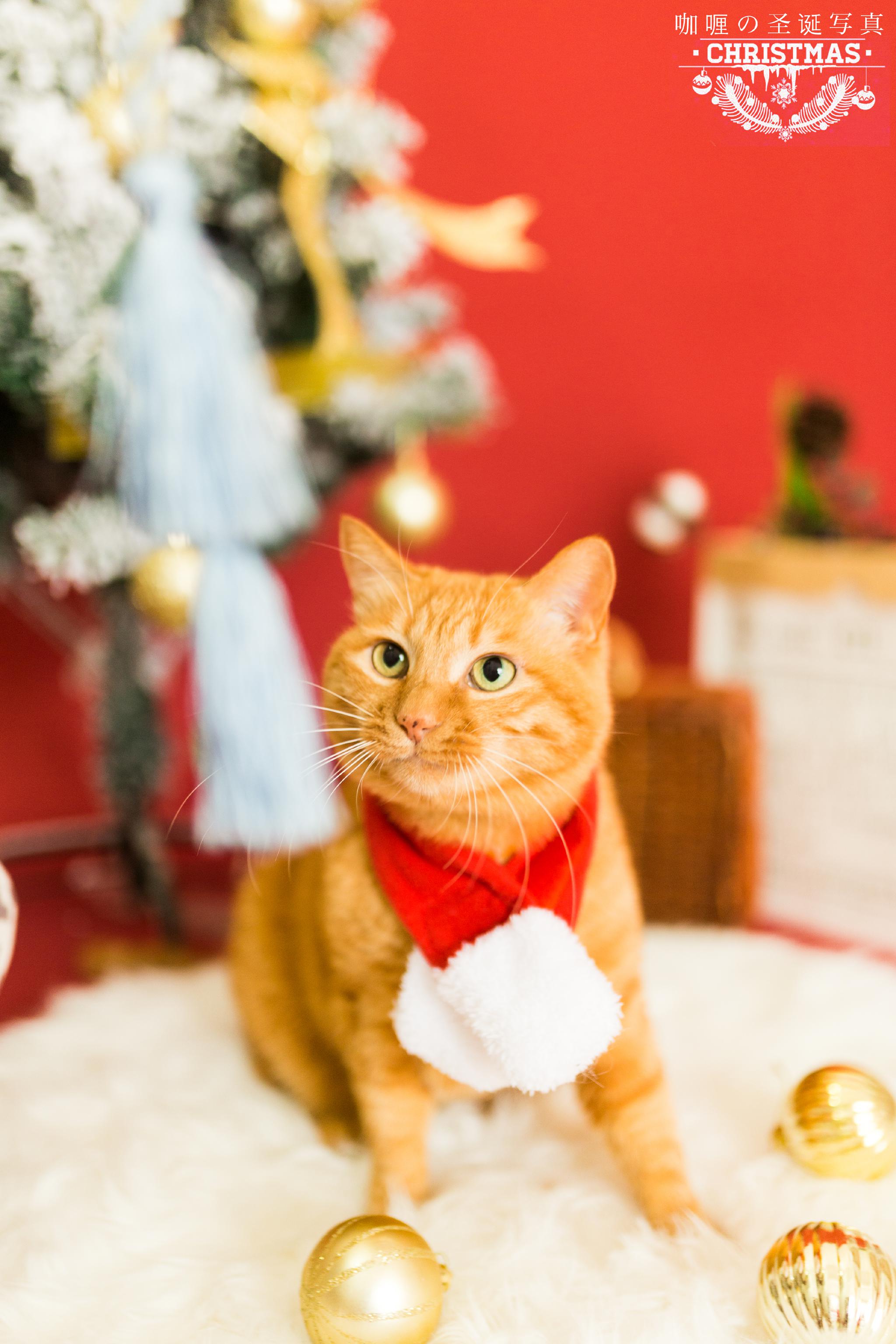 给咖喱拍了个圣诞写真,可爱死了!橘猫真的很圣诞风耶