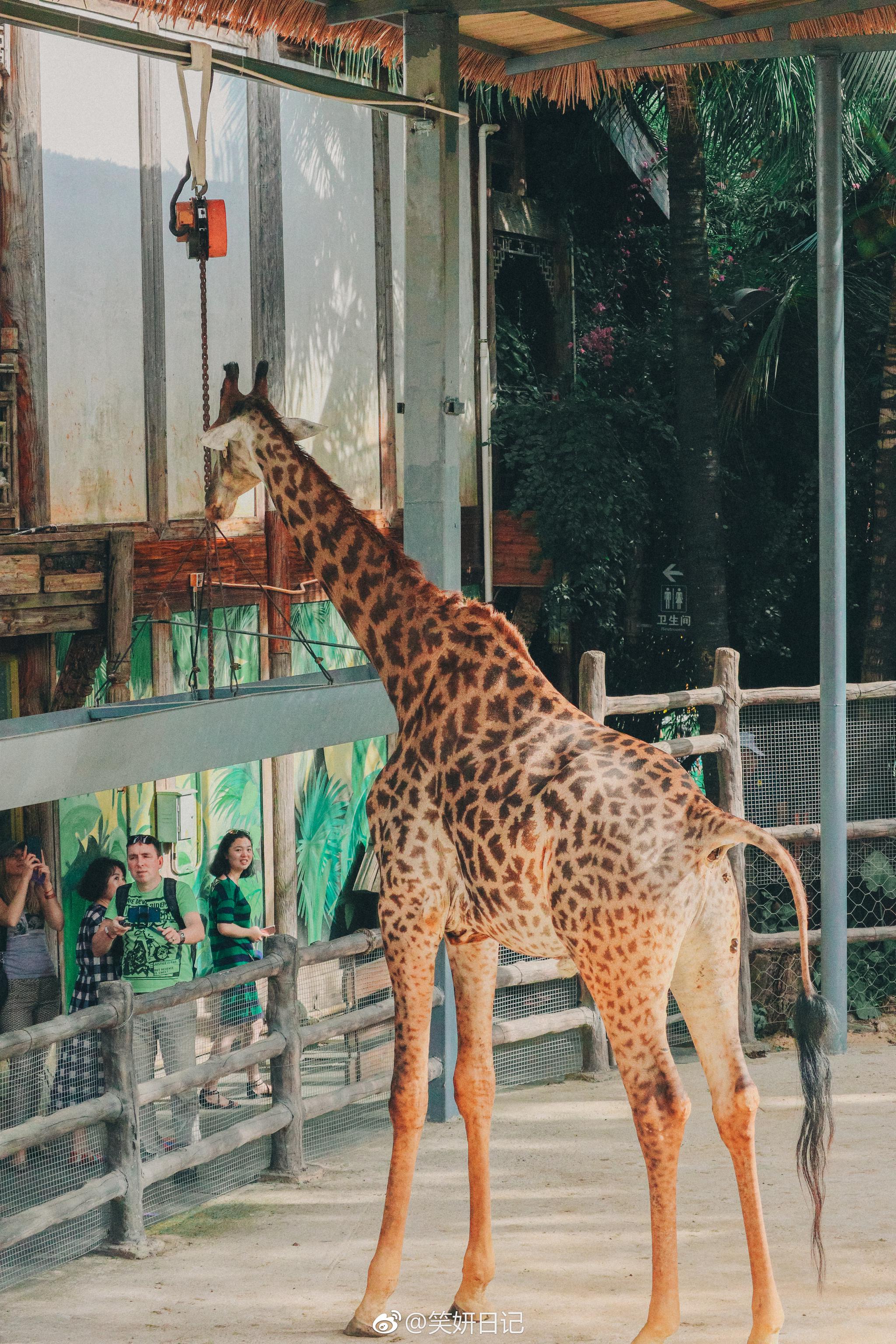 在三亚彩色动物园里,我最喜欢长颈鹿园了~脖子长腿长的家伙