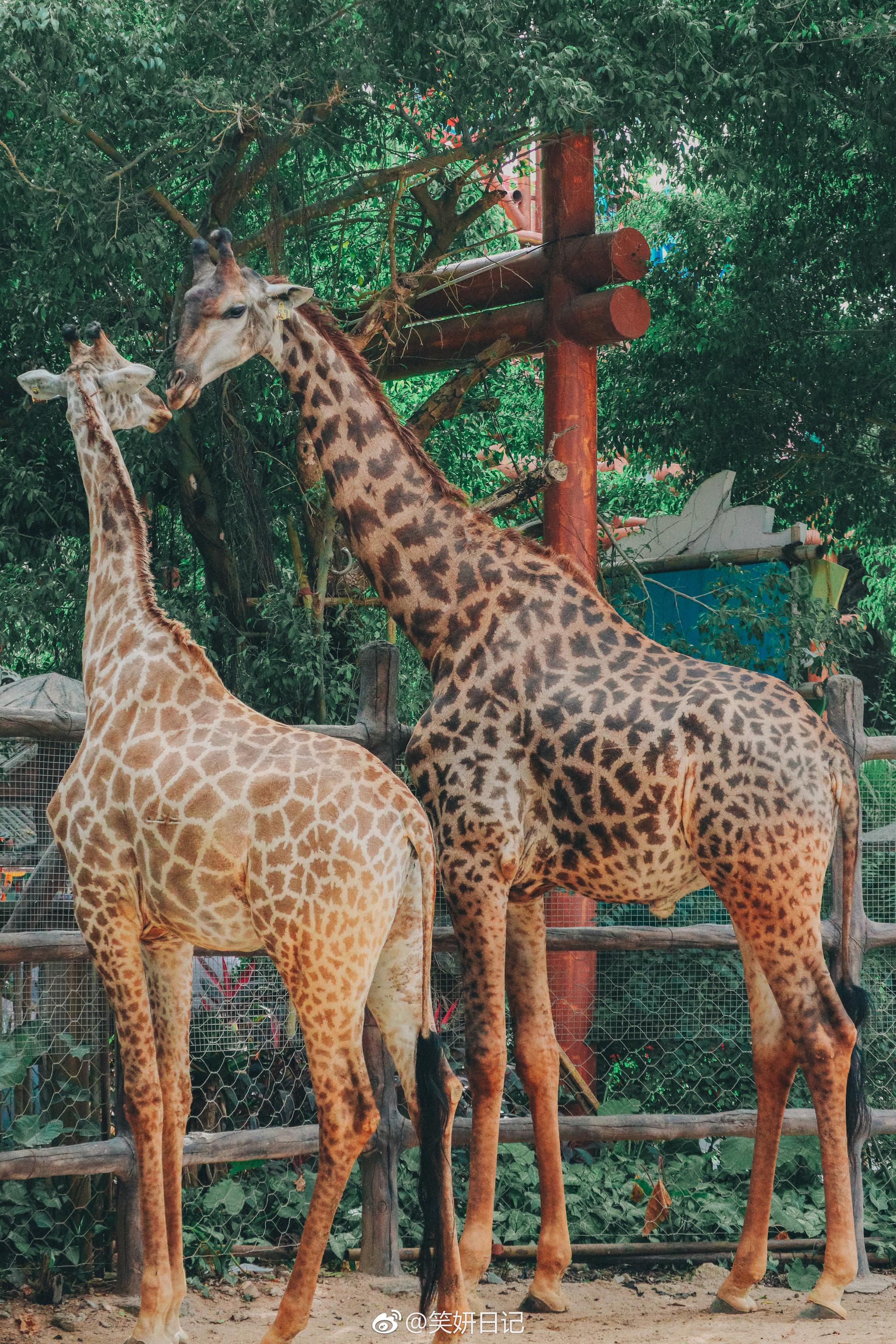 在三亞彩色動物園裡,我最喜歡長頸鹿園了~脖子長腿長的傢伙