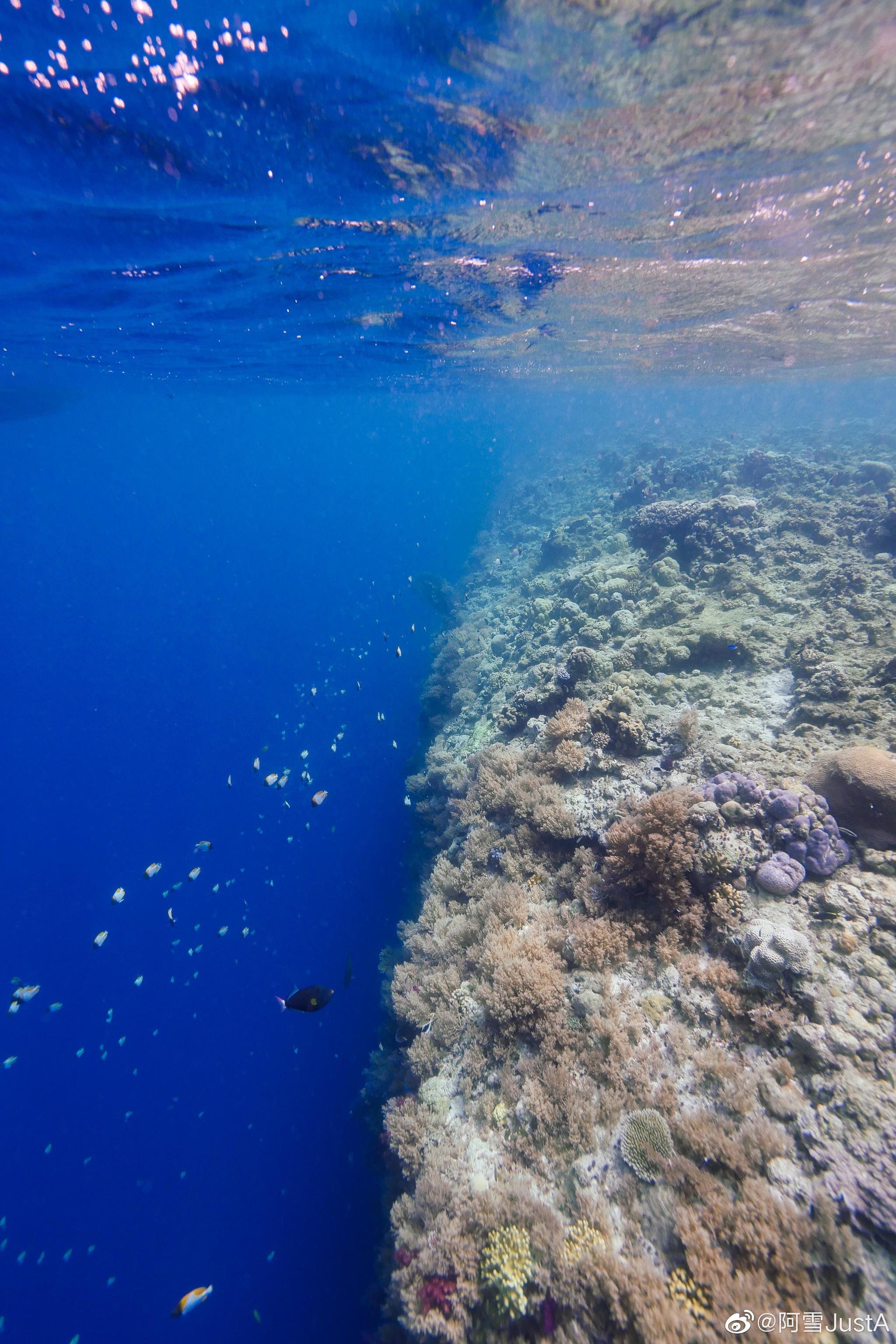 想做大海里的一条鱼～穿梭在五彩缤纷的珊瑚中间～多么飘逸的感觉