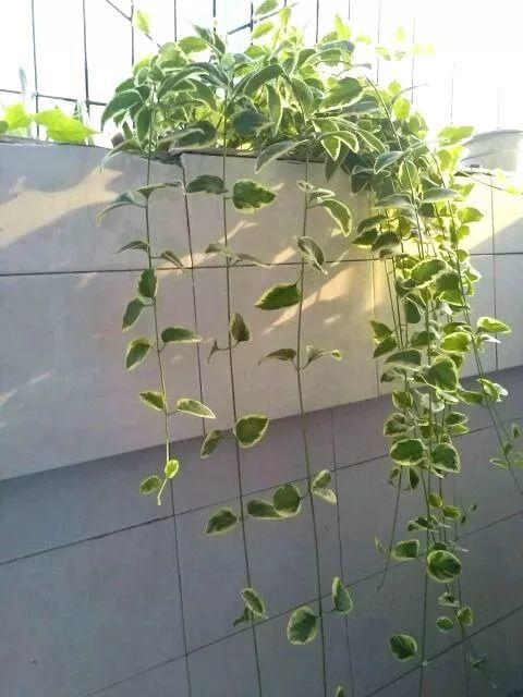 冬天就养这4种爬藤花耐阴耐寒比绿萝好看多了