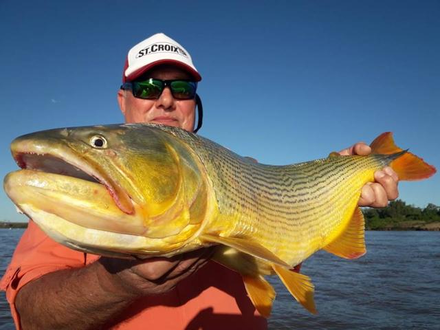 南美洲的黄金河虎鱼都泛滥了,中国钓鱼大军何时去剿灭它们?